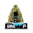 Northern Lights (I) DNA Pod - 1g - Northern Lights (I)