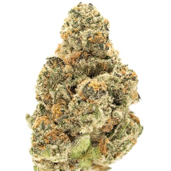 Horchata, SG (1/2oz.) - Half Oz.