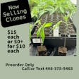 Plant Clones ***Pre-order Only*** - 1