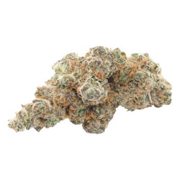 Pink Grapefruit - Jar - Indoor Flower